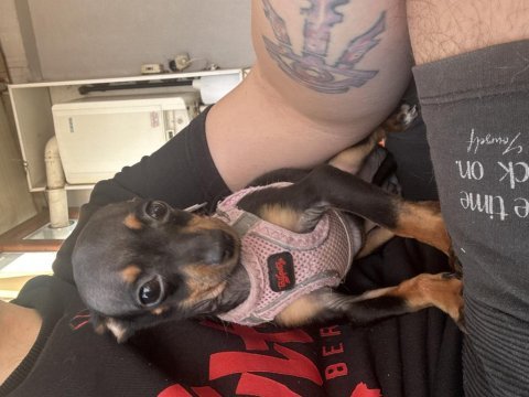 2,5 aylık sıfır numara pinscher yavrumuz vardır