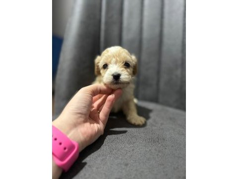 Maltipoo kapıda ödeme ve kredi kartı imkânı mevcuttur