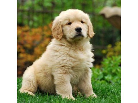 2 aylık oynak golden retriever yavrularım
