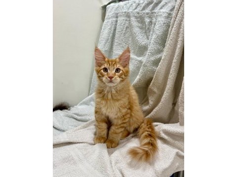 Sıradışı güzellik maine coon yavruları