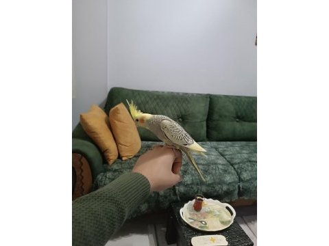 2023 yeme düşmüş yavrular pied-pearl-cinnamon