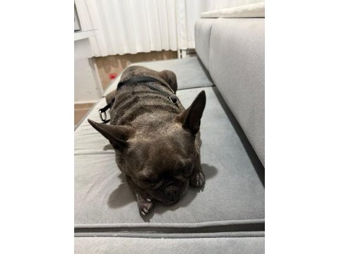 Şımarık french bulldog kızımızı sahiplendiriyoruz