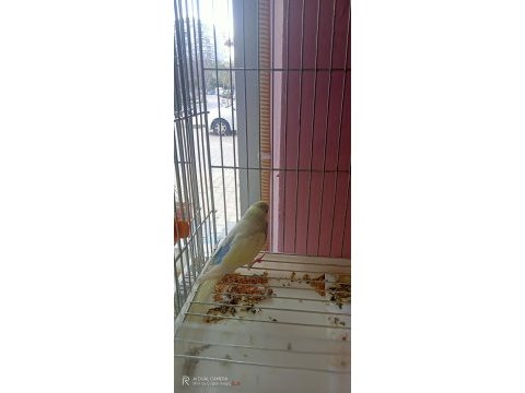 Hepsi ele alıştırmalık yavru muhabbet kuşlar