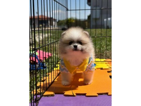 Pomeranian boo color renk bakımlı 90 günlük