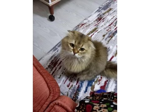 Aşıları tuvalet eğitimi tam british sahiplendirilecektir