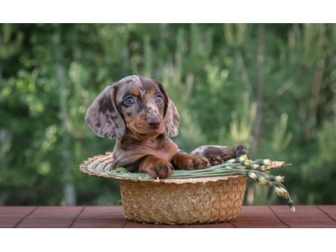 Dachshund sosis köpek mini her renk yavrularımız