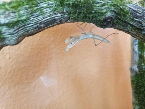 Mantis religiosa farkı bir canlı arayanlara
