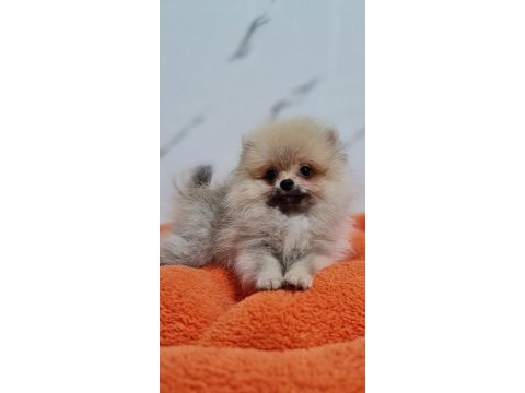 Şecereli teacup pomeranian yavrularımız