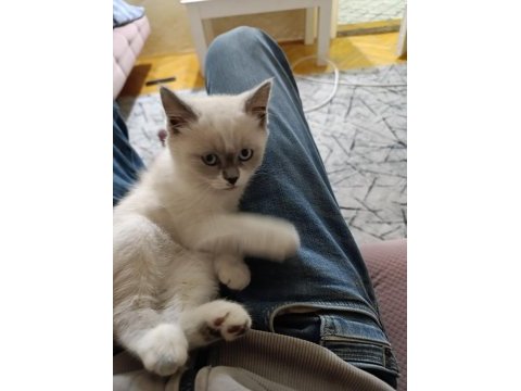 Çok tatlı british shorthair kedim