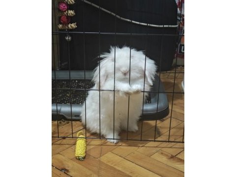 Safkan hollanda teddy lop tavşanı ücretsiz