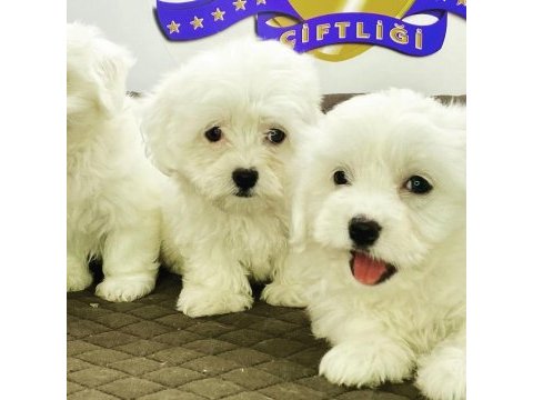 K9 avrupa çiftliğinden maltese terrier yavruları