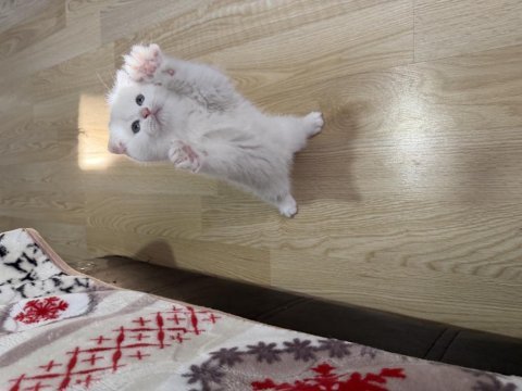 Süt beyaz scottish fold prenses hazır