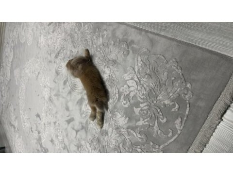 Hollanda lop tavşanı 3 aylık