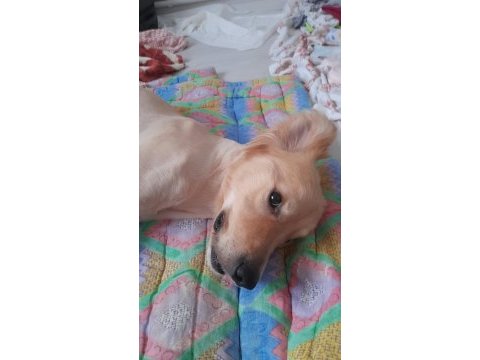 Köpeğimiz hera ömürlük yuvasını arıyor