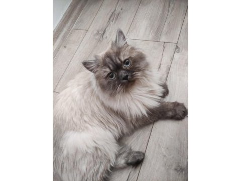 Bluepoint british longhair dişi