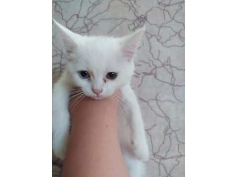 Yavru british shorthair kedilerimiz sahiplendirilecektir