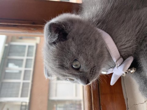 Scottish fold gri renk kedimiz