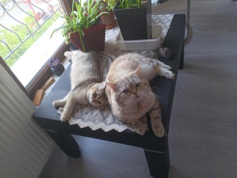 British shorthair silver 4 yaşında