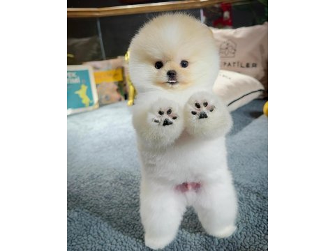 Ayı surat pomeranian boo yavrularımız