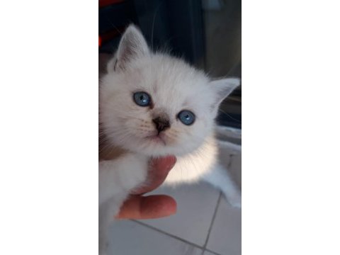 British shorthair 55 günlük
