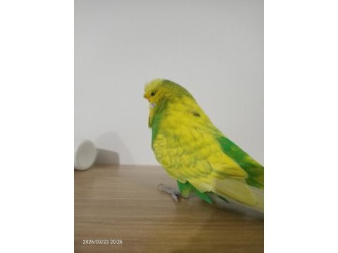 Jumbo yetişkin erkek muhabbet kuşu
