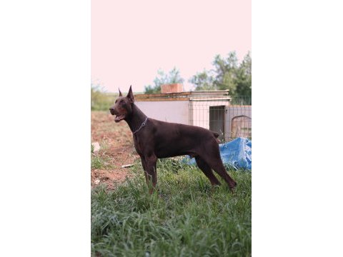 Dev doberman yavrular