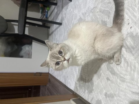 Ücretsiz british shorthair kedimiz
