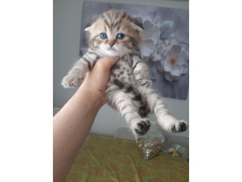 Ücretsiz sahiplendirme british shorthair