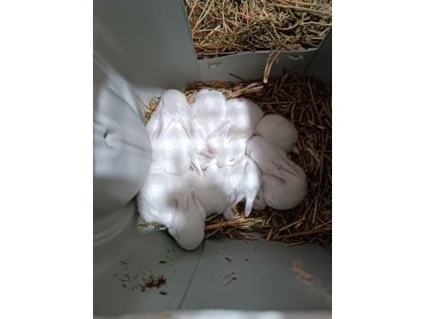 Yeni zellanda tavşanları
