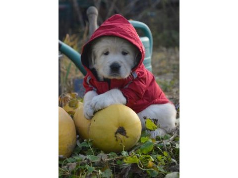 Golden retriever gelip görerek alabilirsiniz