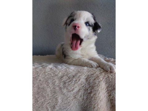 Border collie merle yavrularımız