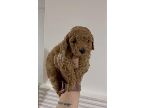 Erkek toy poodle yavru