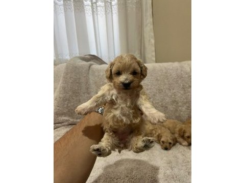 Maltipoo yavrularımız