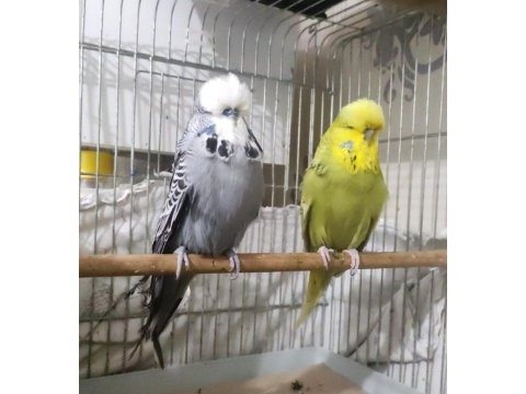 Show jumbo muhabbet kuşu çifti