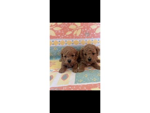 Orjinal toy poodle yavrular