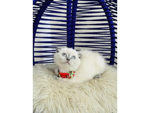 Scottish fold bluepoint dişi erkek yavrular