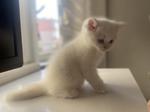 Safkan british shorthair