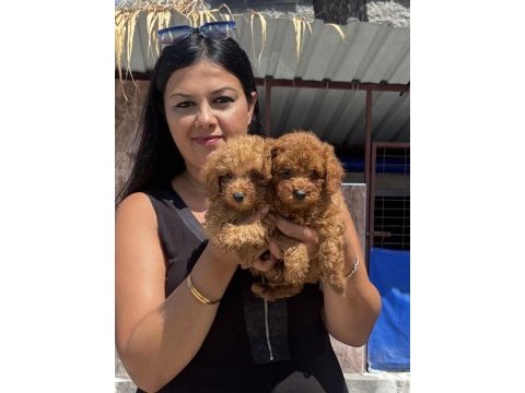 Ufacık toy poodle yavrularım