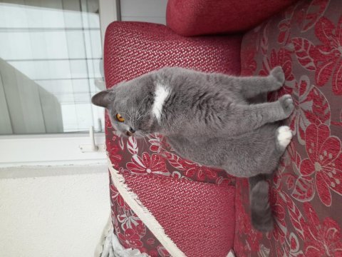 2 yaşında kızanda british shorthair