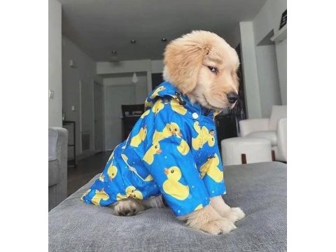 Dişi erkek golden retriever kapıda ödemeli güvenli sistem