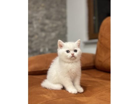 Beyaz mavi gözlü brıtısh shorthair yavrularım 