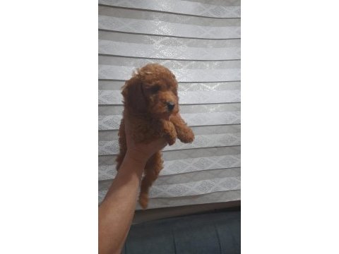 Ev ortamı poodle bebekler