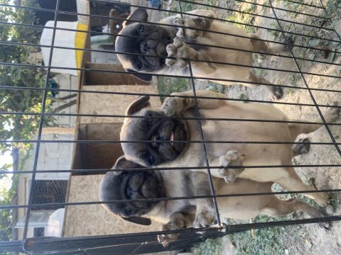 Son 3 dişi pug mops bebekler