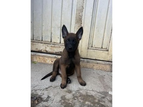Erkek-dişi belçika malinois yavrular