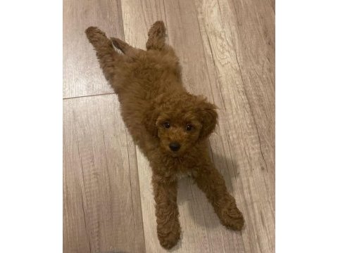 Son kalan poodle kızım yuvasını arıyor
