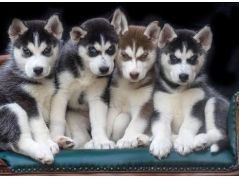 Asil husky yavrularımız sizlerle