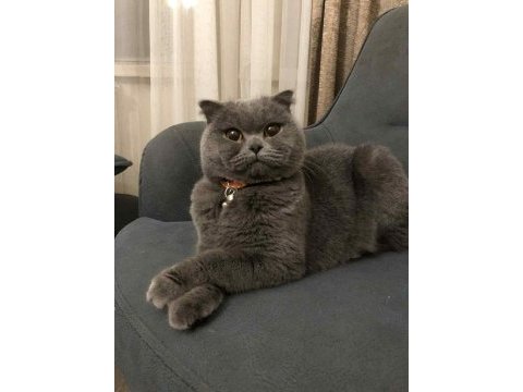 Ücretsiz sahiplendirme karnesi var aşıları tam