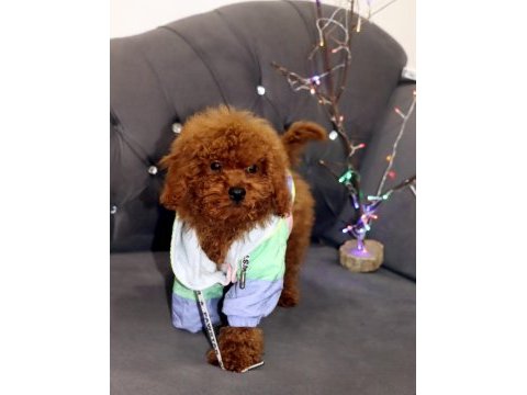 Yıl başı kurabiyeleri poodle köpekler