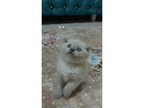 Scottish fold blue point yavru