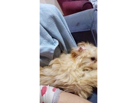 İşim nedeniyle köpeğimi ilgilenemiyorum